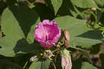 Rosemallow